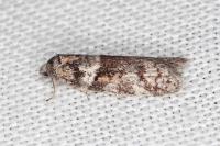 Tortricodes alternella
