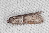 Tortricodes alternella