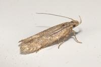 Scrobipalpa
