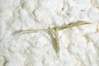 Emmelina monodactyla