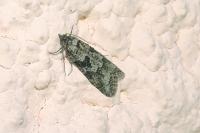 Cnephasia