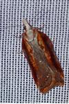 Acleris cristana