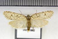 Diurnea fagella