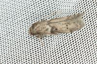 Blastobasis glandulella