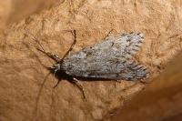 Diurnea fagella