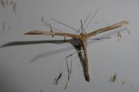 Emmelina monodactyla
