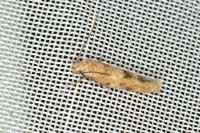 Mompha epilobiella
