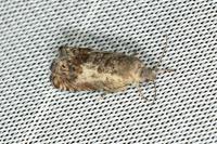 Cydia gr. succedana