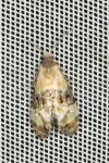 Phalonidia curvistrigana