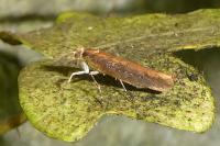 Ypsolopha ustella