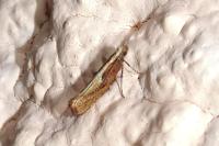 Acrolepiopsis vesperella