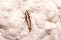 Acrolepiopsis vesperella