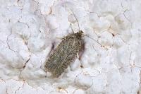 Agonopterix rutana