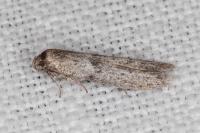 Blastobasis phycidella