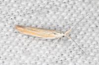 Coleophora oriolella