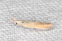 Coleophora oriolella