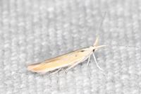 Coleophora oriolella