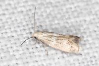 Elachista lugdunensis