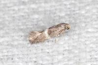 Elachista metella