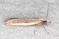 Dichomeris marginella