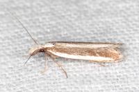 Dichomeris marginella