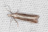Dichomeris marginella
