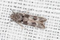 Exoteleia dodecella