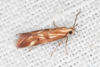 Mirificarma eburnella