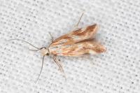 Mirificarma eburnella