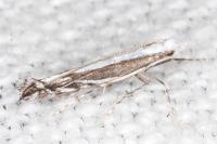 Micrurapteryx kollariella