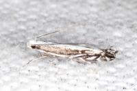 Micrurapteryx kollariella