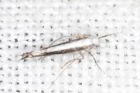 Micrurapteryx kollariella