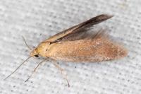 Crassa tinctella
