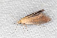 Crassa tinctella
