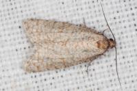 Isotrias stramentana