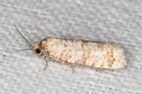 Isotrias stramentana