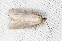 Isotrias stramentana