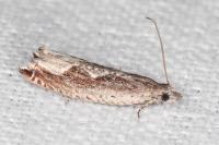 Ancylis geminana