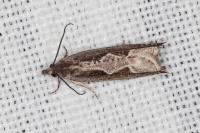 Ancylis geminana