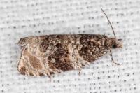 Orthotaenia undulana