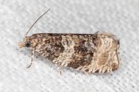 Orthotaenia undulana