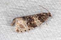 Orthotaenia undulana