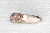 Cydia gr. succedana