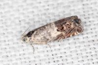 Cydia gr. succedana