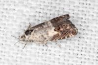 Cydia gr. succedana