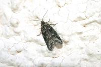 Cnephasia