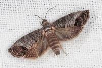 Cydia pomonella