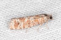 Rhyacionia miniatana
