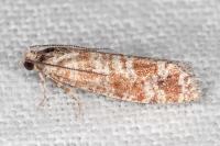 Rhyacionia miniatana