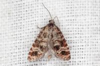 Rhyacionia miniatana